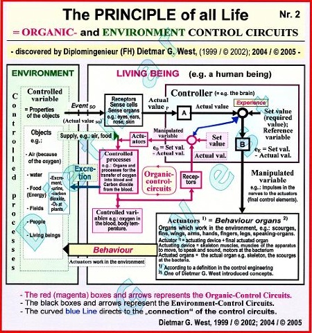 The PRINCIPLE OF ALL LIFE  (Representation Nr. 2)